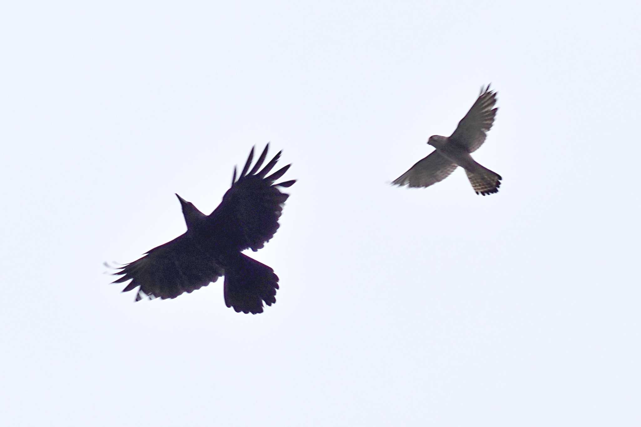 Photo of Common Kestrel at Osaka castle park by 藤原奏冥