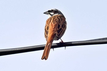 Meadow Bunting 愛媛県 Sat, 4/20/2024