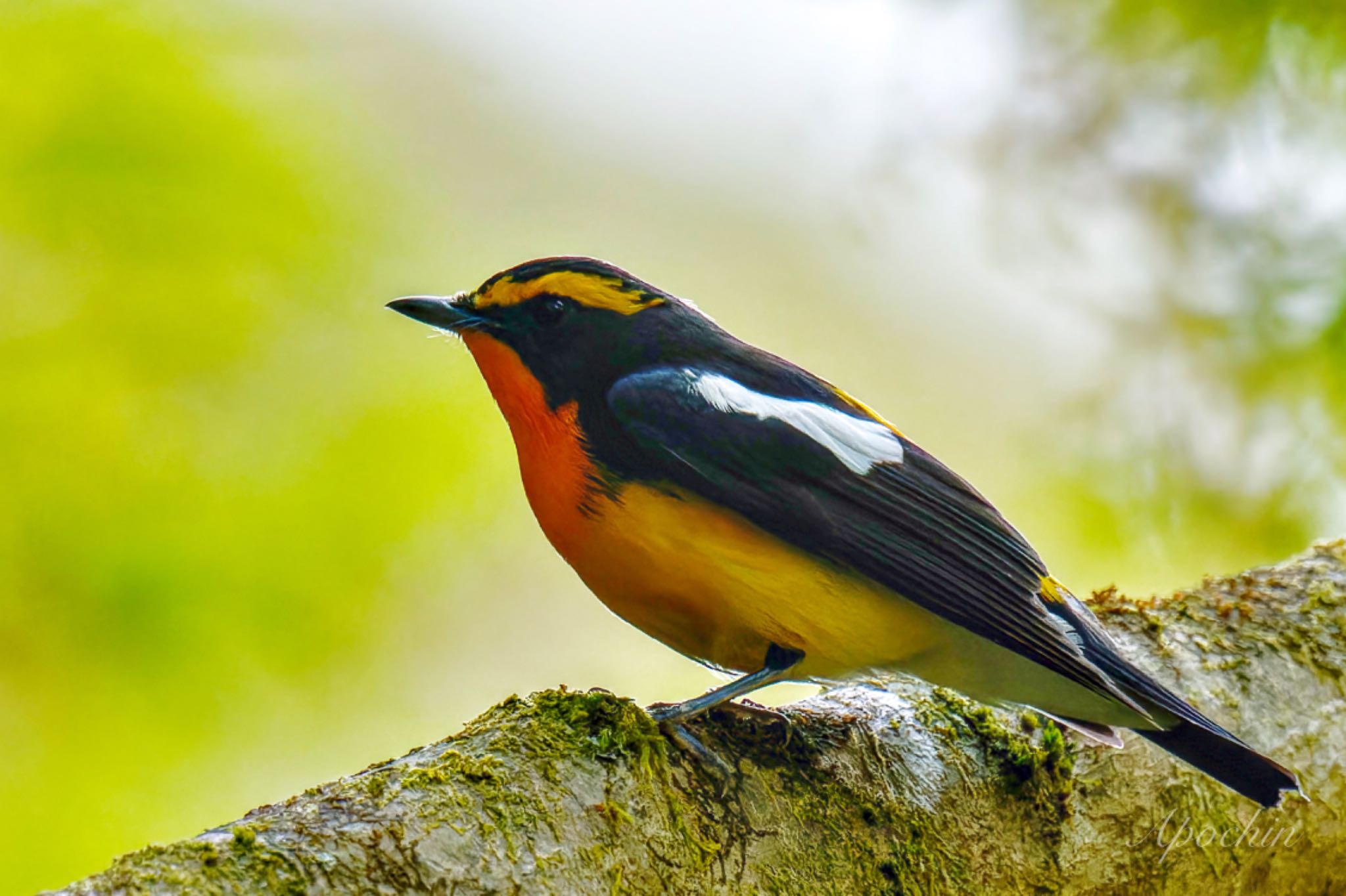 Photo of Narcissus Flycatcher at Hayatogawa Forest Road by アポちん