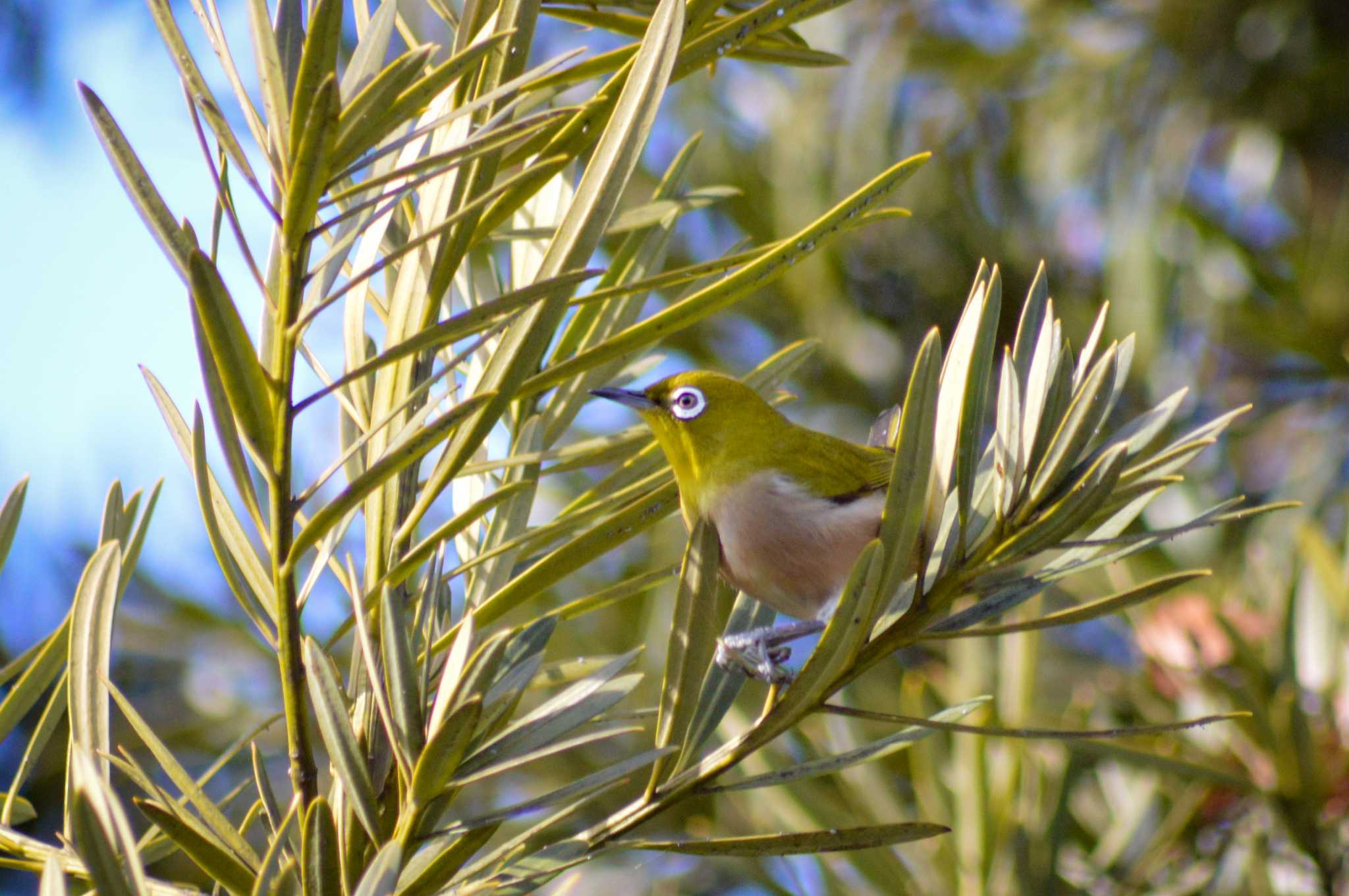 Photo of Warbling White-eye at 桜山 by 鈴猫