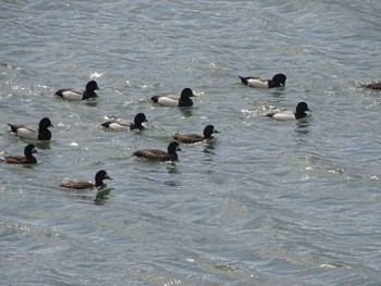 Greater Scaup 瀬戸内海 Tue, 4/9/2024