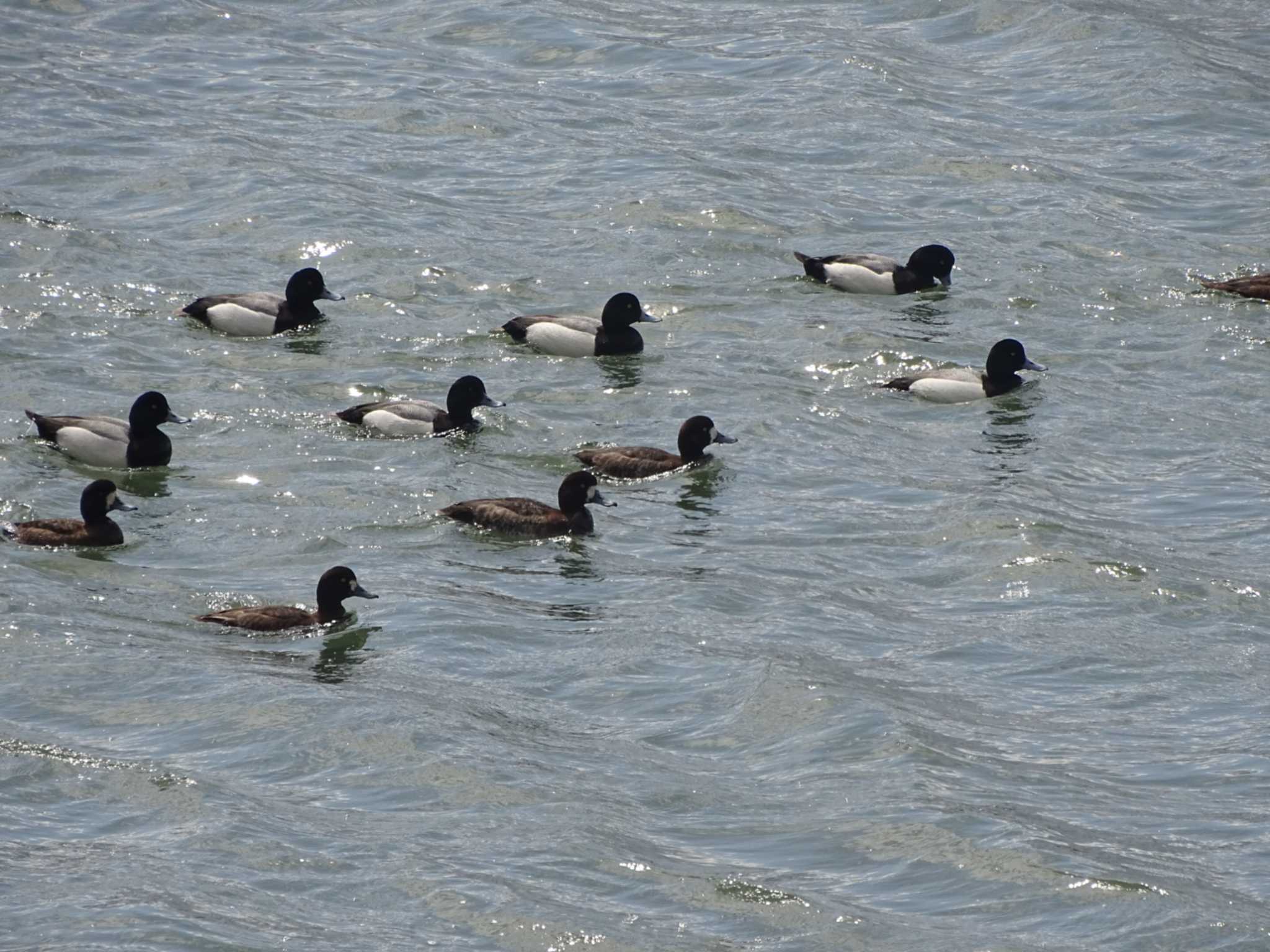 Photo of Greater Scaup at 瀬戸内海 by アカウント16296