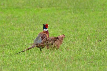 Common Pheasant Ishigaki Island Sat, 4/6/2024