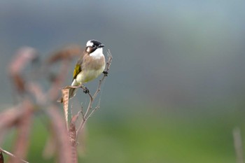 Light-vented Bulbul Ishigaki Island Sat, 4/6/2024