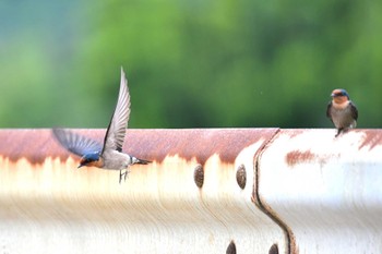 Pacific Swallow Ishigaki Island Sat, 4/6/2024