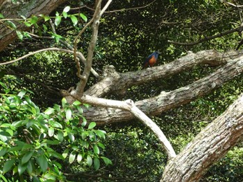 Blue Rock Thrush 大久野島 Wed, 4/10/2024