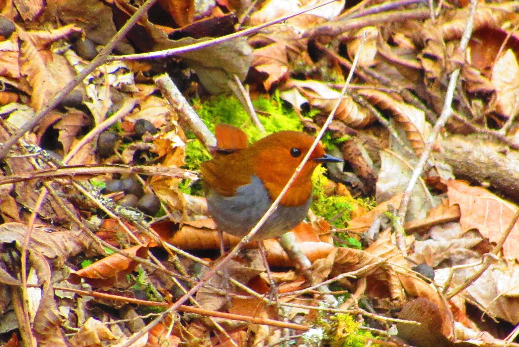 Photo of Japanese Robin at Yanagisawa Pass by 小学生バーダーじゅんな