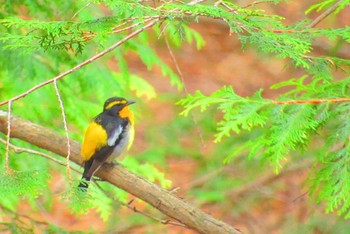 Narcissus Flycatcher Yanagisawa Pass Sun, 4/21/2024