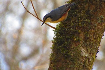 Eurasian Nuthatch Yanagisawa Pass Sun, 4/21/2024