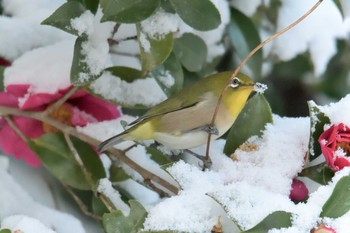 Sat, 12/29/2018 Birding report at 滋賀県甲賀市甲南町創造の森