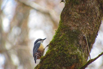 Eurasian Nuthatch Yanagisawa Pass Sun, 4/21/2024