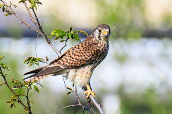 チョウゲンボウ 愛知県 2024年4月13日(土)