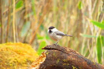 Willow Tit Yanagisawa Pass Sun, 4/21/2024