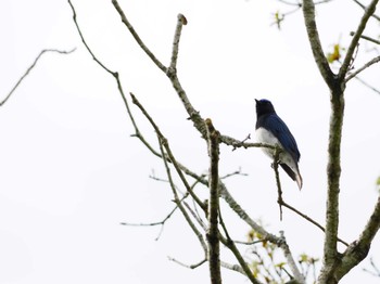 Blue-and-white Flycatcher 丸火自然公園 Sat, 4/20/2024