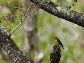 Narcissus Flycatcher 丸火自然公園 Sat, 4/20/2024