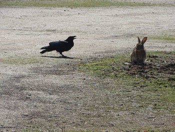 Carrion Crow 大久野島 Wed, 4/10/2024