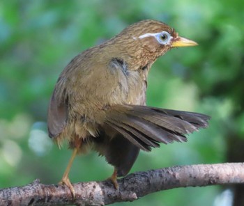 ガビチョウ 権現山(弘法山公園) 2024年4月20日(土)