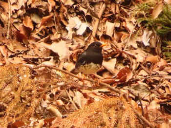 Japanese Thrush 日向渓谷 Sun, 4/21/2024