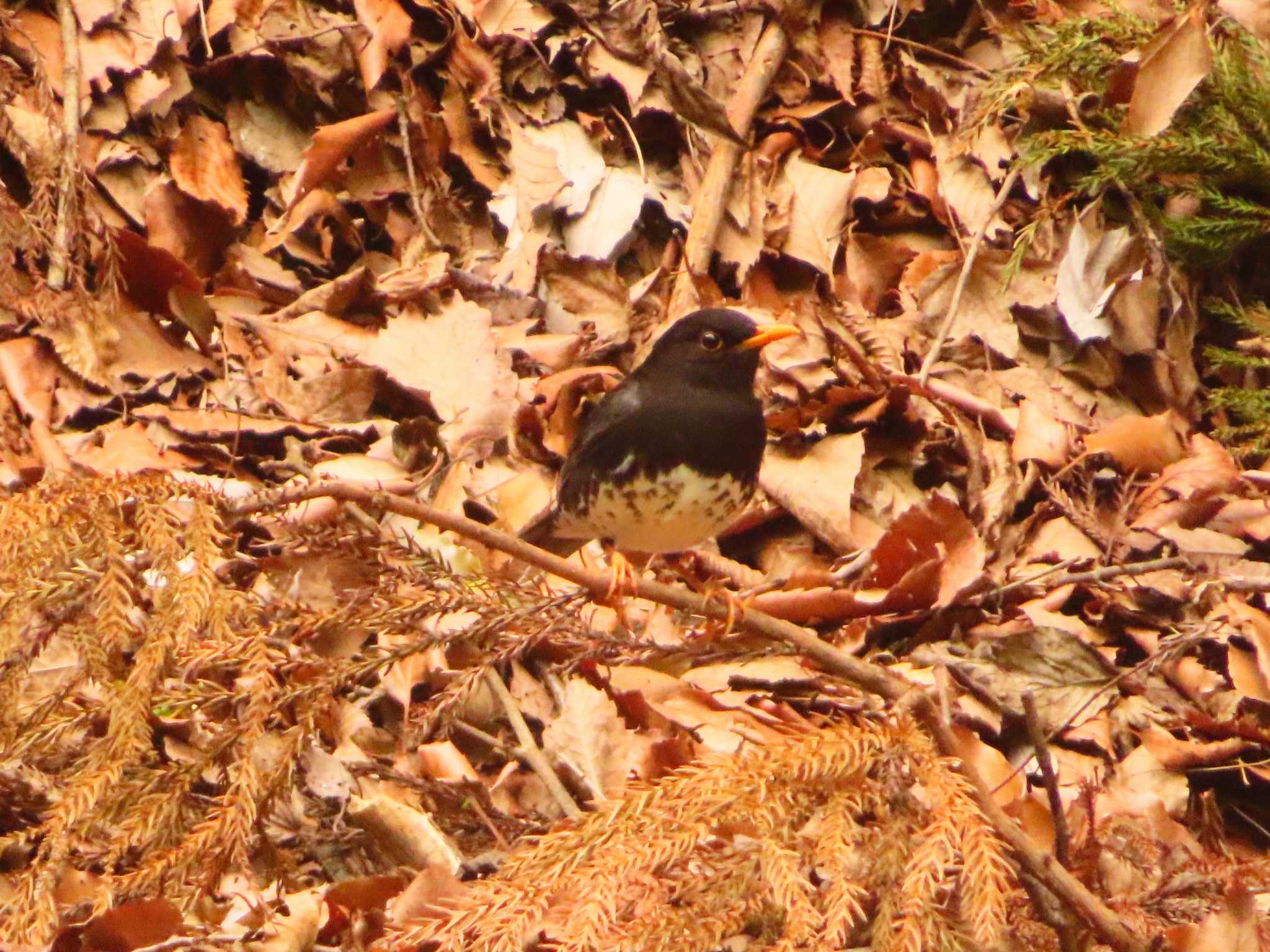 Japanese Thrush