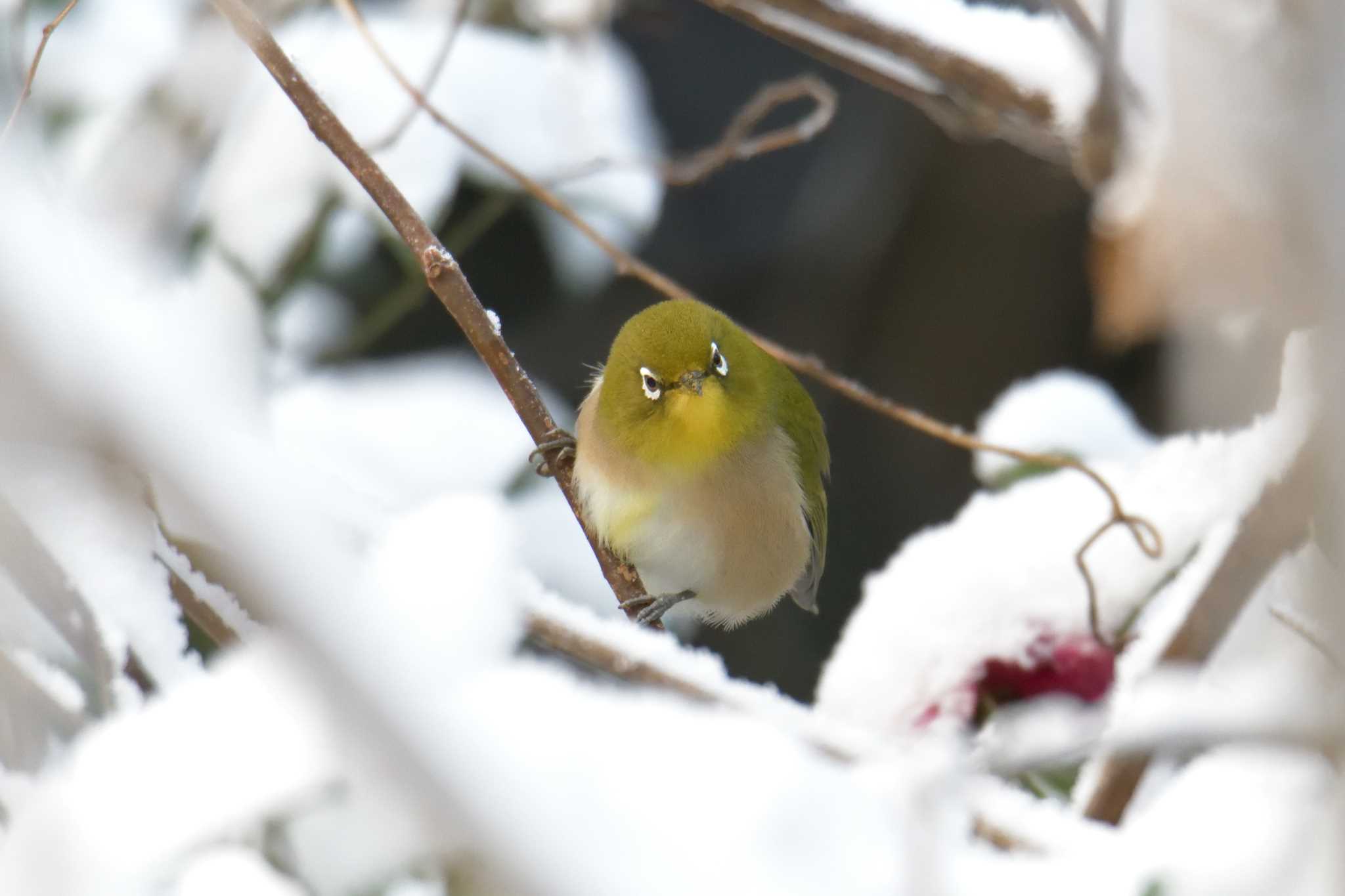 Photo of Warbling White-eye at 滋賀県甲賀市甲南町創造の森 by masatsubo