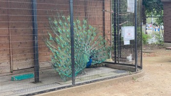 Indian Peafowl 千葉県 Sun, 4/21/2024