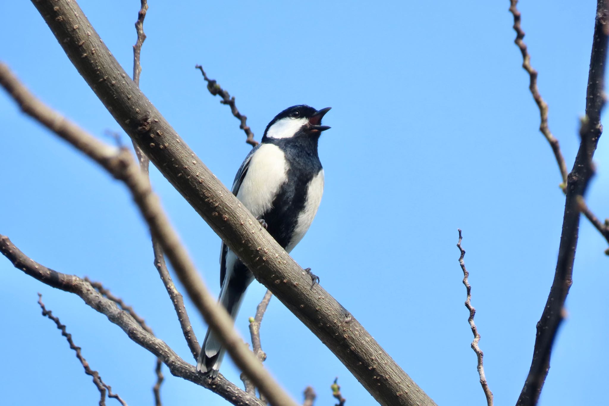 Japanese Tit