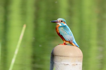 カワセミ 石神井公園 2024年4月14日(日)