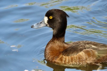 Greater Scaup Shakujii Park Sun, 4/14/2024