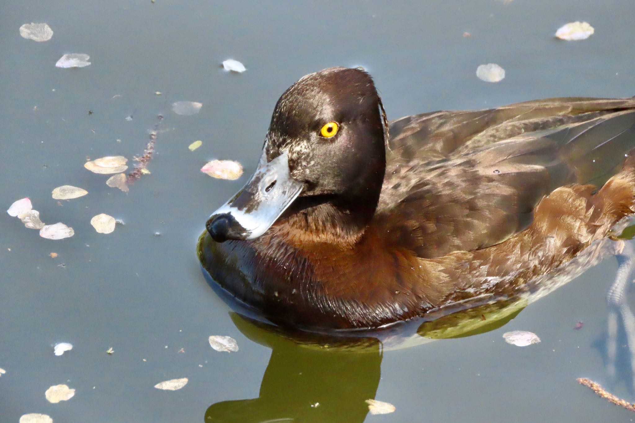 Photo of Tufted Duck at Shakujii Park by 中学生探鳥家