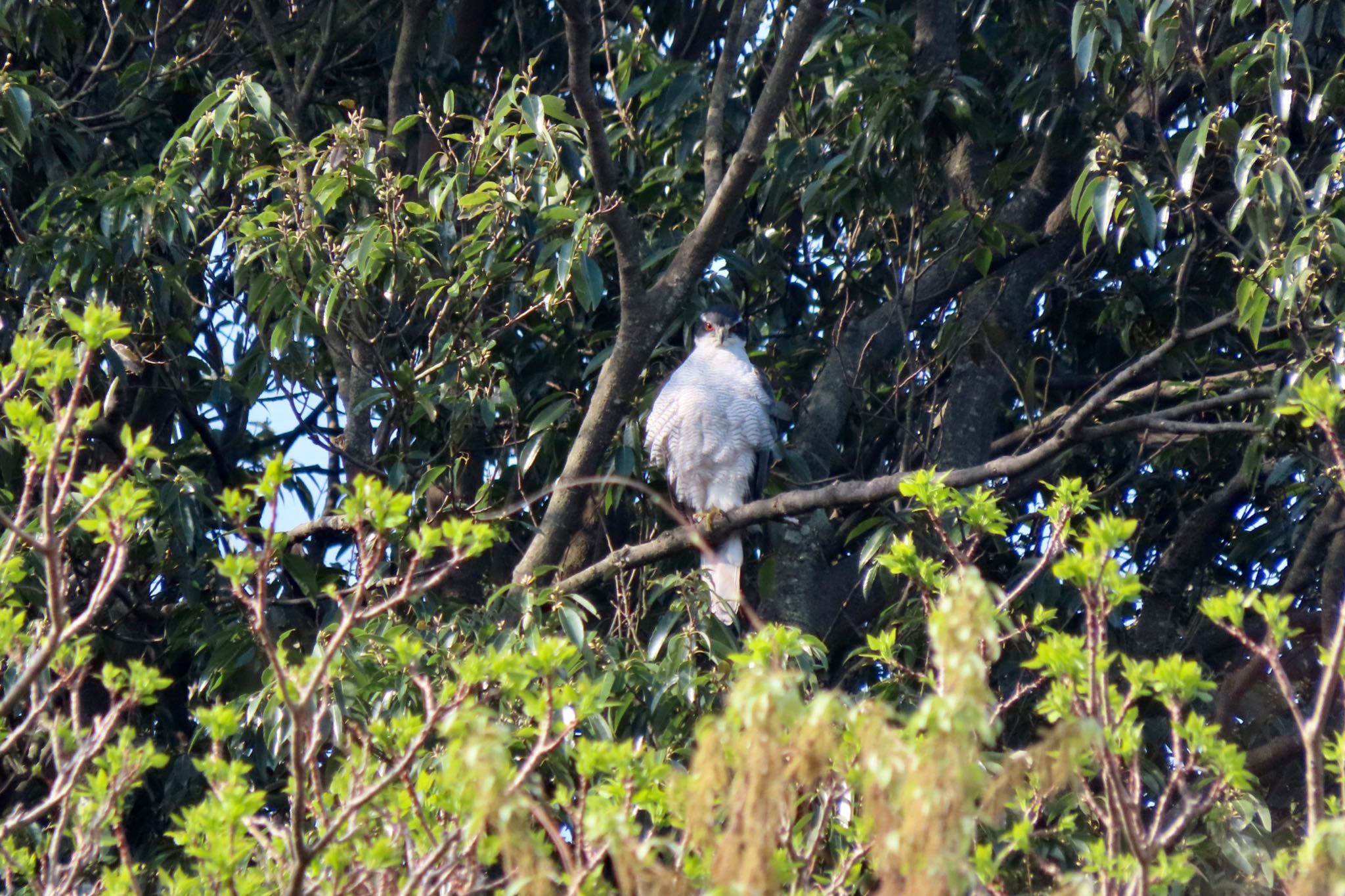 Eurasian Goshawk