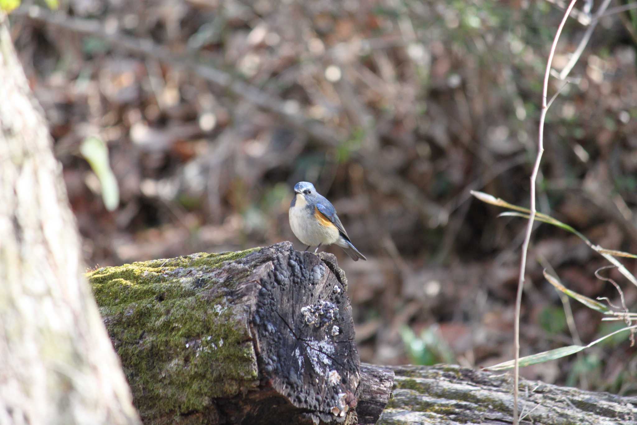 Photo of Red-flanked Bluetail at 八王子 by Kazu N