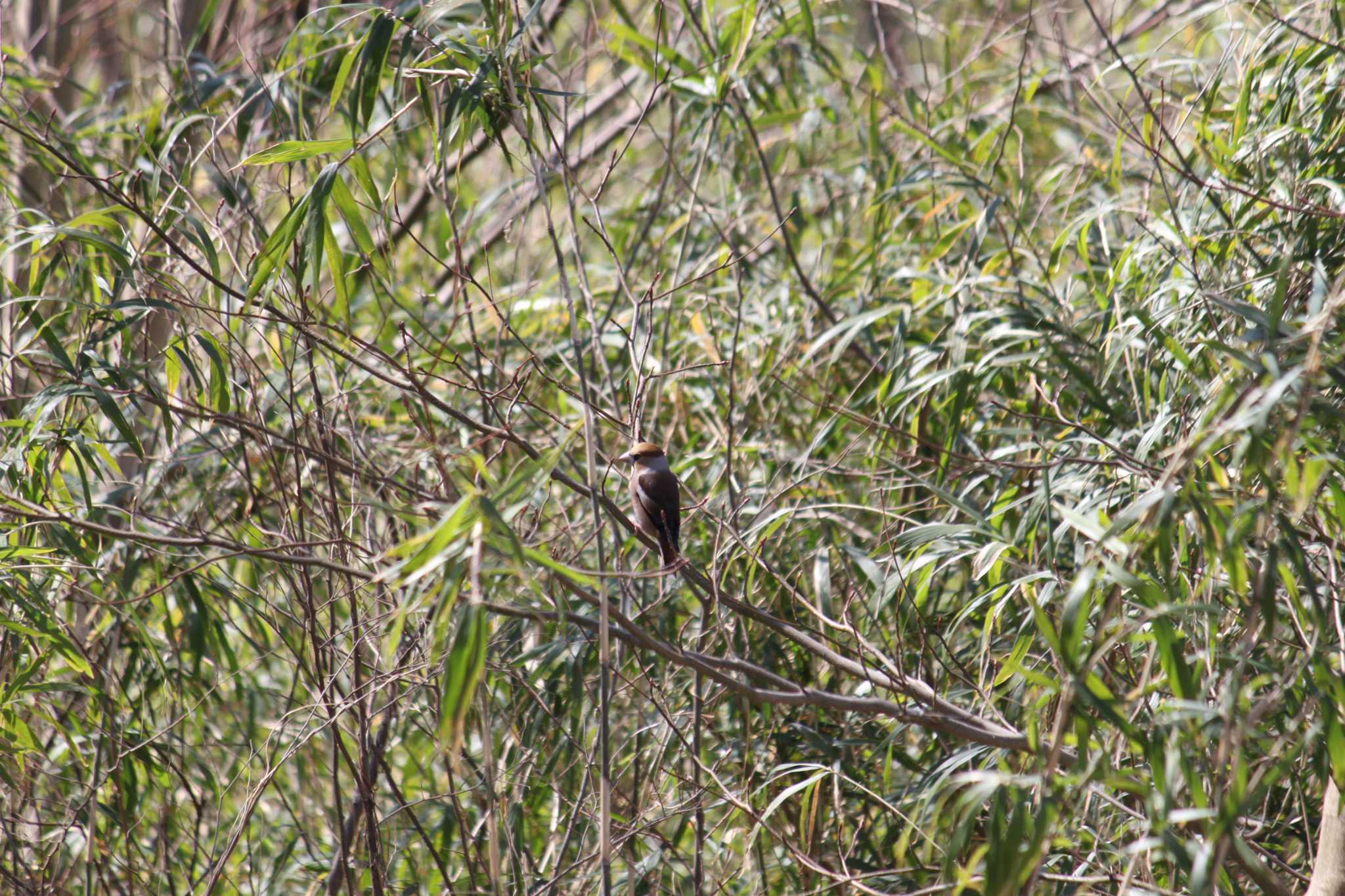 Photo of Hawfinch at 八王子 by Kazu N