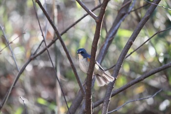 Red-flanked Bluetail 八王子 Wed, 3/20/2024