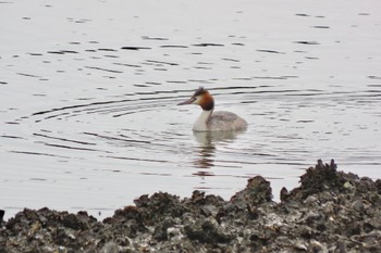 Great Crested Grebe Kasai Rinkai Park Mon, 4/8/2024