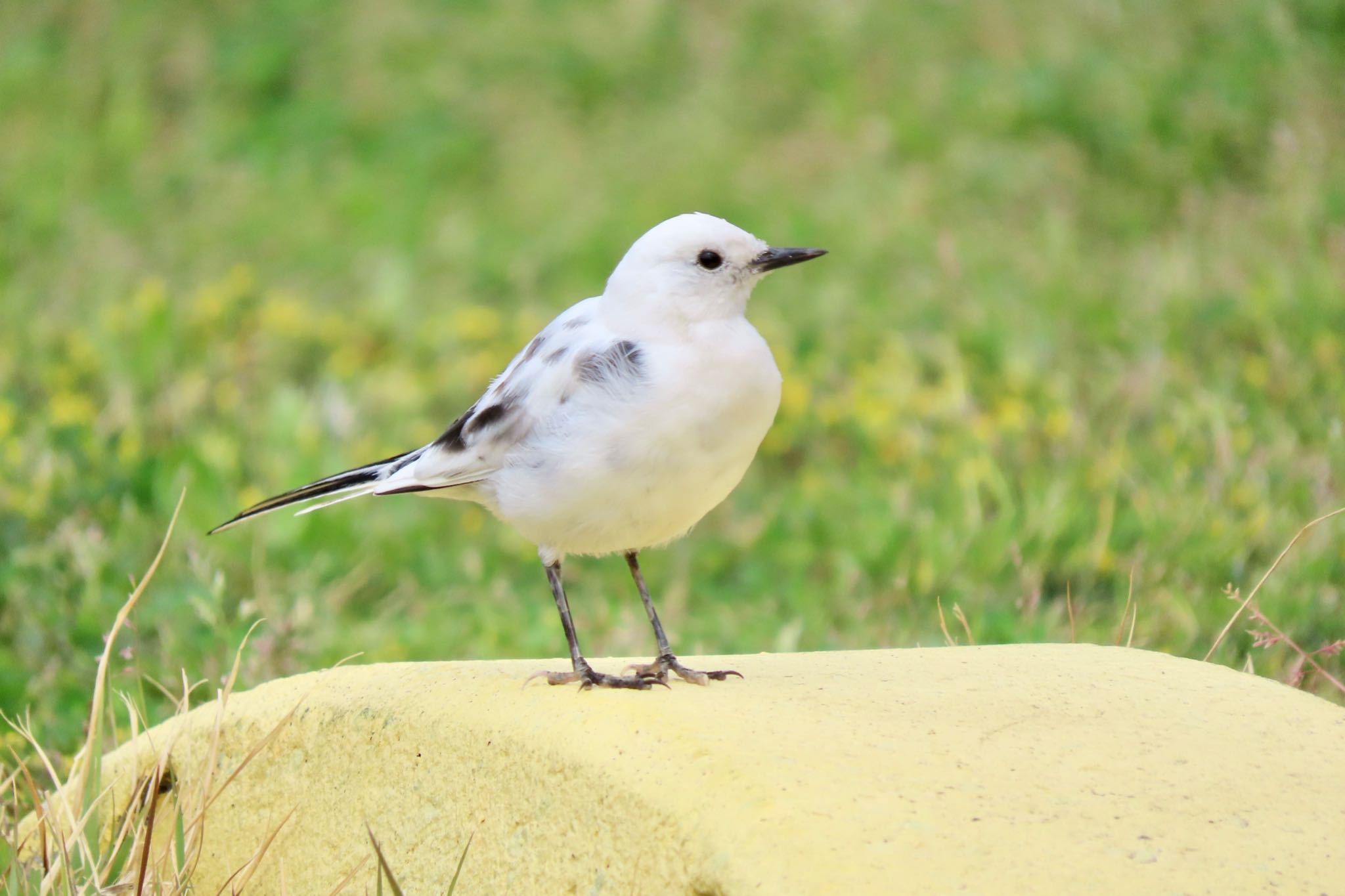 White Wagtail