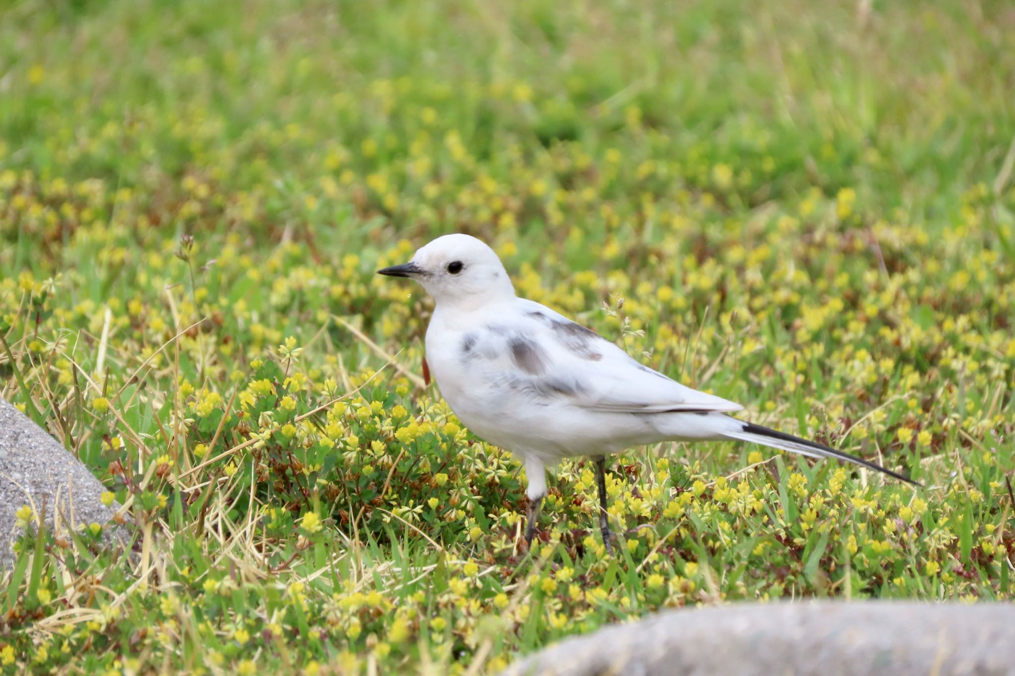 White Wagtail