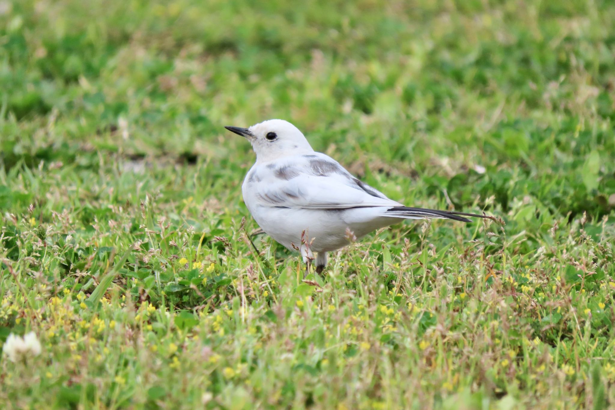 Photo of White Wagtail at Kasai Rinkai Park by 中学生探鳥家