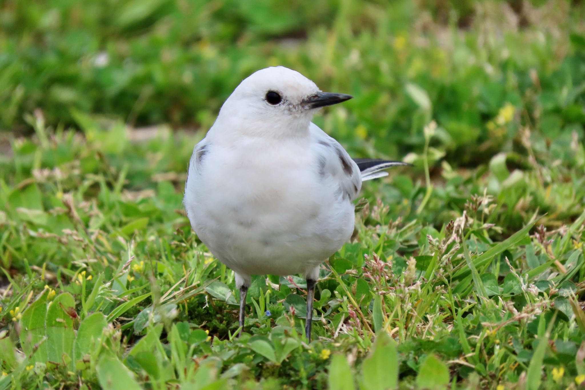 葛西臨海公園 ハクセキレイの写真 by 中学生探鳥家