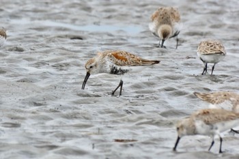 ハマシギ ふなばし三番瀬海浜公園 2024年4月8日(月)