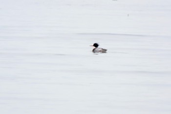 Red-breasted Merganser Sambanze Tideland Mon, 4/8/2024