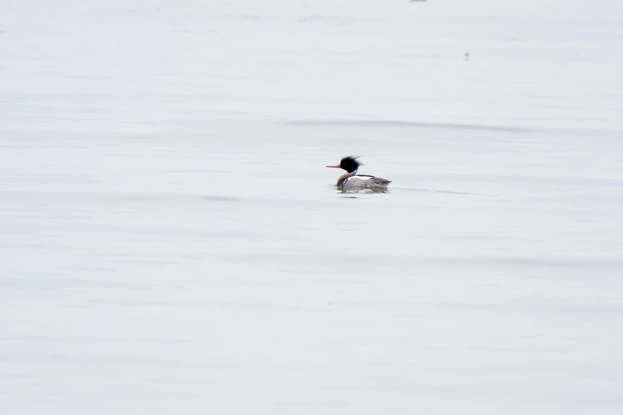 Red-breasted Merganser