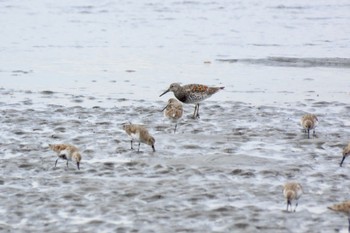 オバシギ ふなばし三番瀬海浜公園 2024年4月8日(月)