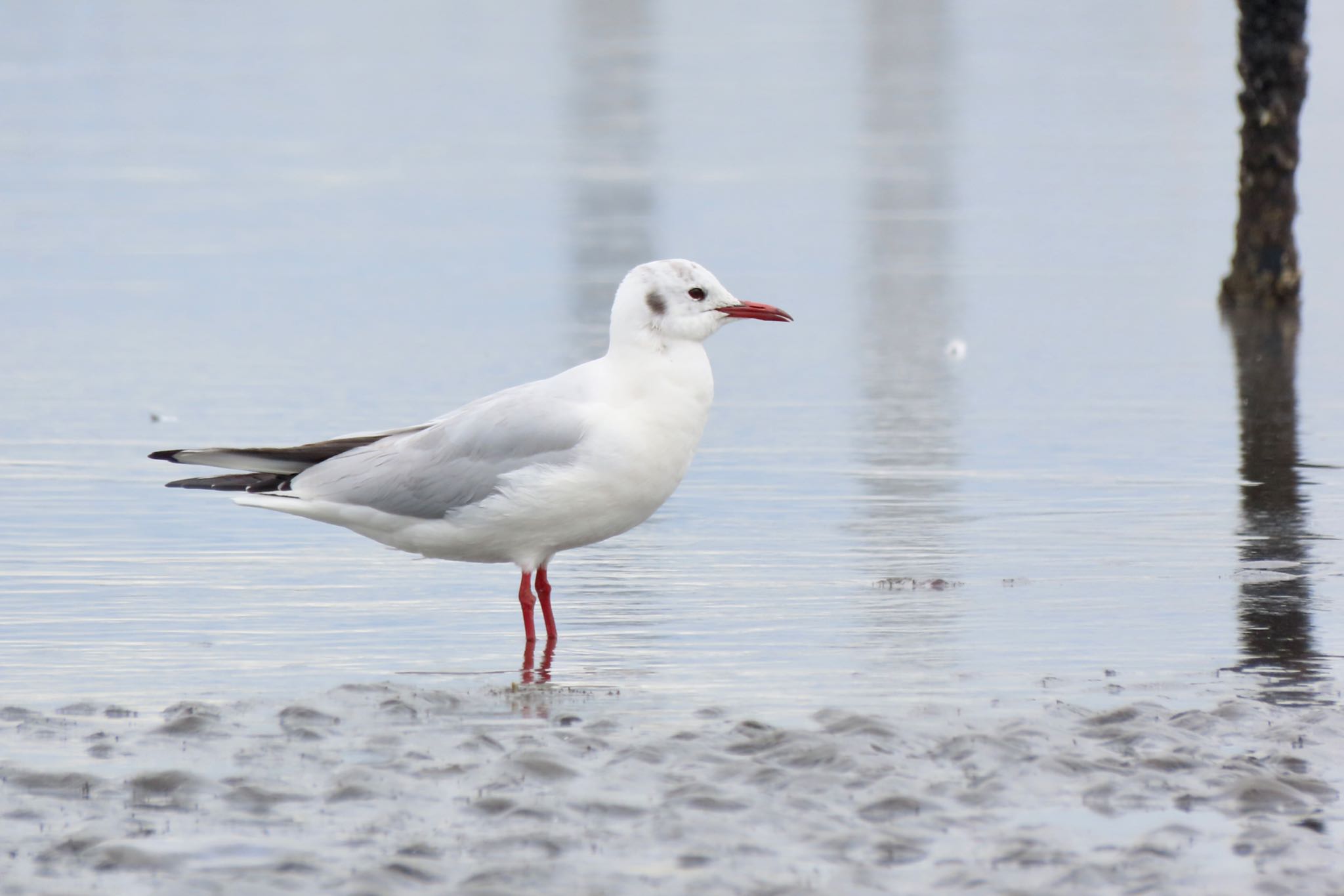 Black-headed Gull