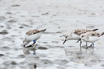 ミユビシギ ふなばし三番瀬海浜公園 2024年4月8日(月)