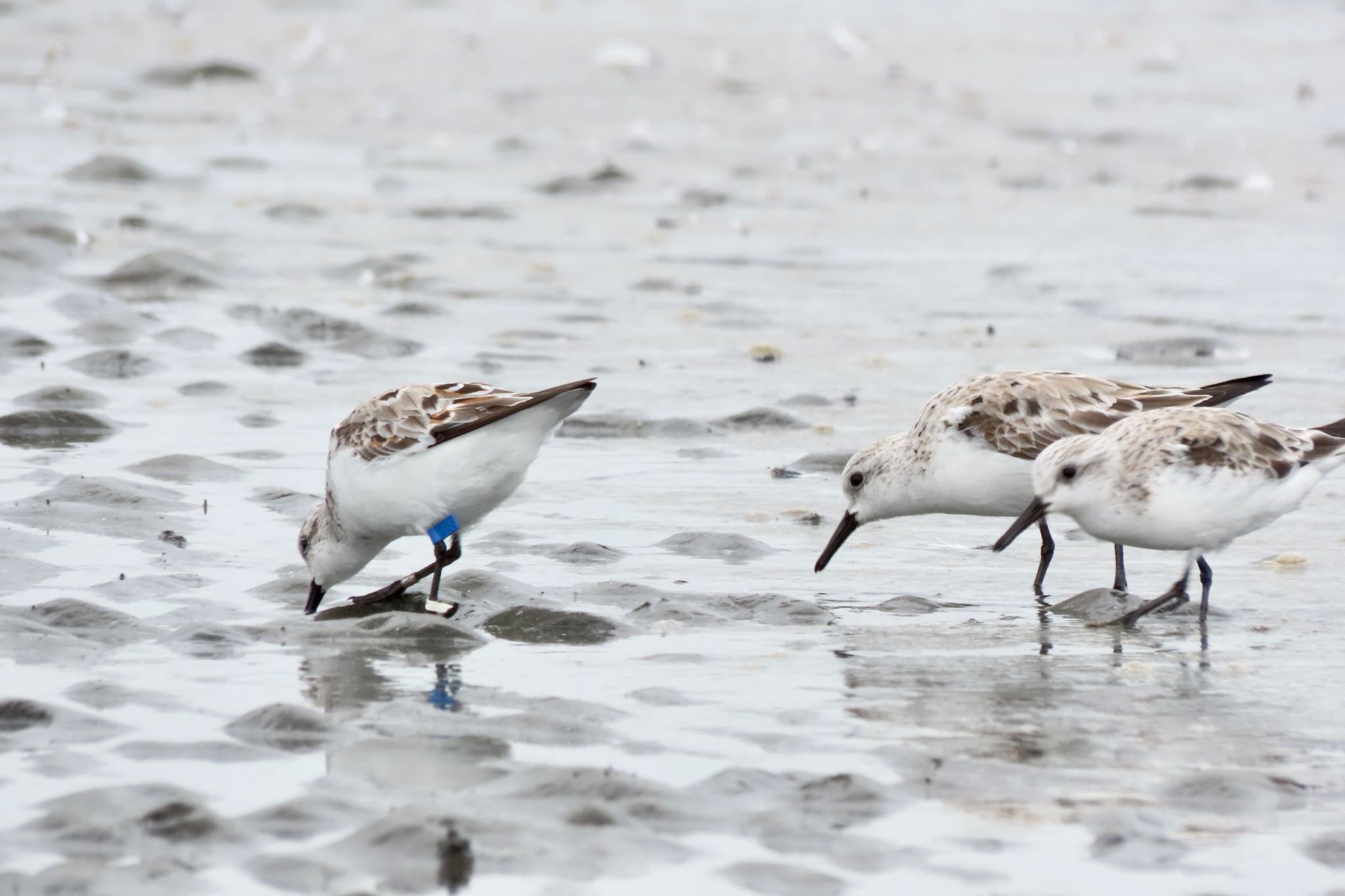 Sanderling