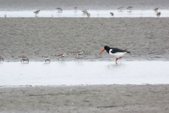 Eurasian Oystercatcher Sambanze Tideland Mon, 4/8/2024