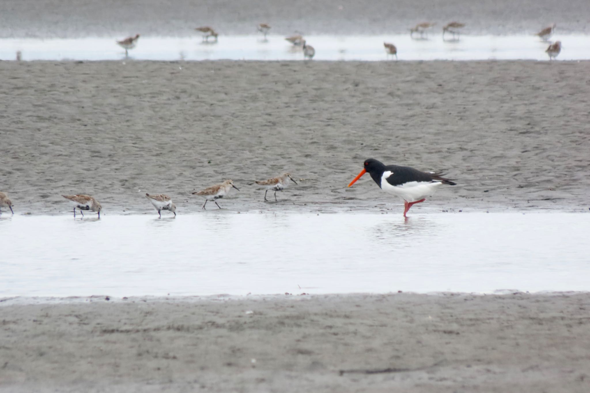 ふなばし三番瀬海浜公園 ミヤコドリの写真 by 中学生探鳥家