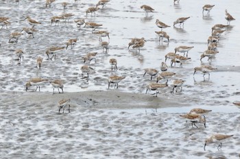 ハマシギ ふなばし三番瀬海浜公園 2024年4月8日(月)