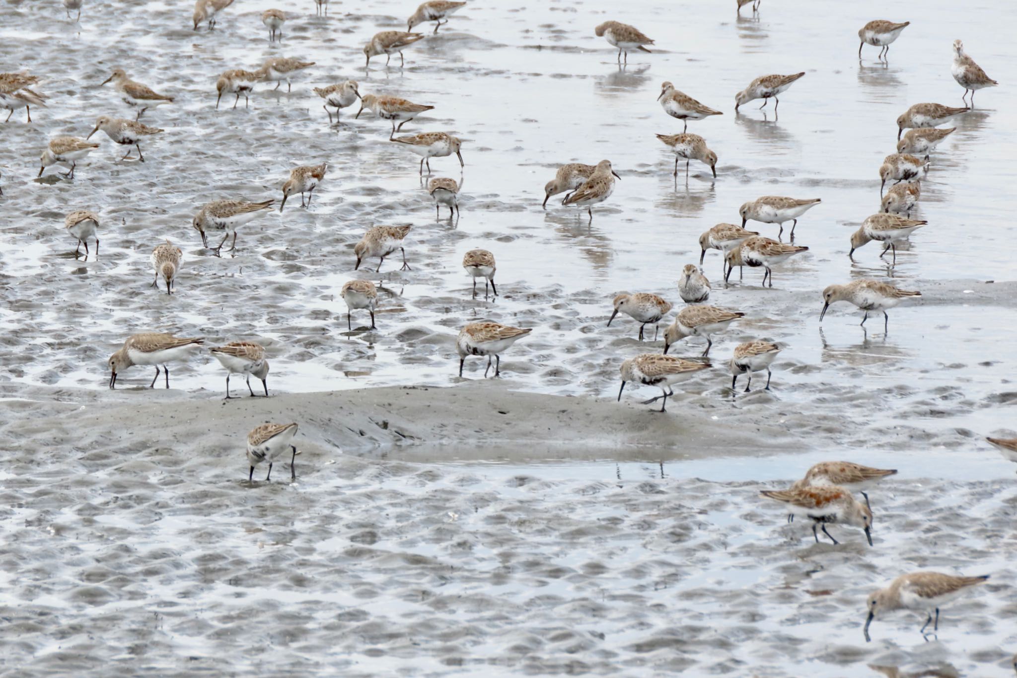 ふなばし三番瀬海浜公園 ハマシギの写真 by 中学生探鳥家