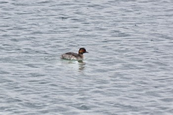 ハジロカイツブリ ふなばし三番瀬海浜公園 2024年4月8日(月)